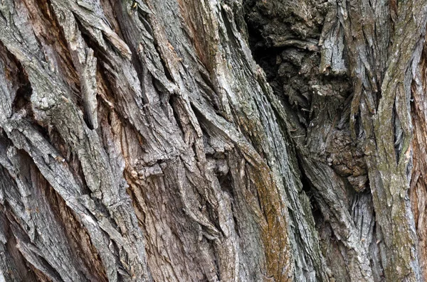 木の樹皮の背景 — ストック写真