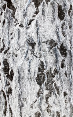 Huş kabuğu arka plan