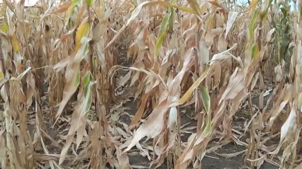 Suchý kukuřičné pole — Stock video