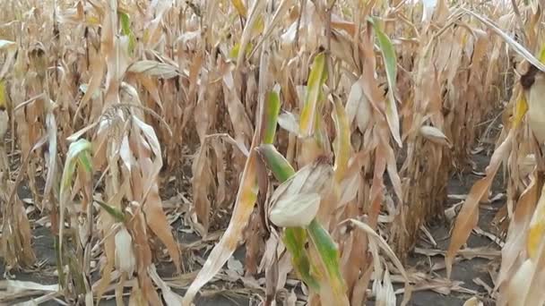 Сухий кукурудзяне поле — стокове відео
