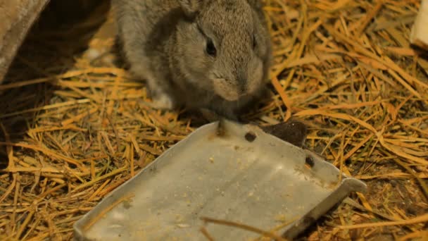 Lapin gris boire de l'eau avec un plateau 