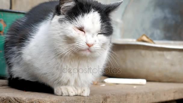 Viejo gato blanco y negro sentado piensa — Vídeo de stock
