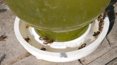 Arılar içme suyu arı makro arı su.