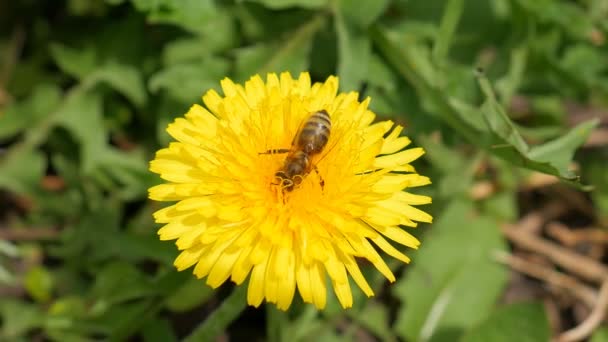 La abeja recoge el néctar en el diente de león — Vídeo de stock