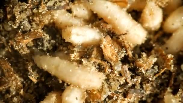 Maggots Of Fly - Esche per la pesca. Larva di una mosca . — Video Stock