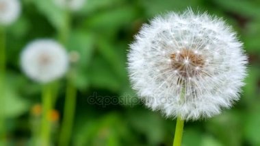 karahindiba yeşil zemin üzerine.