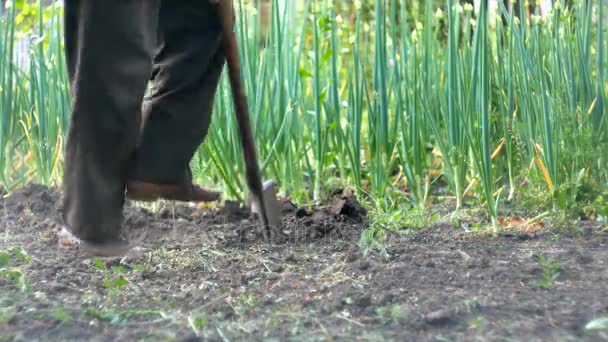 男は実生植物のためのピットを掘り、 — ストック動画