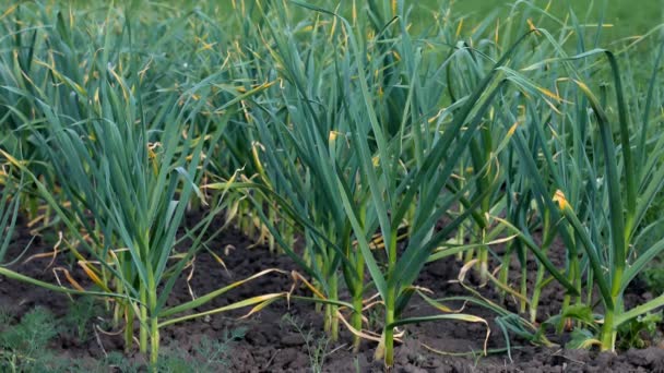 Green garlic plants in the field. Garlic dries from drought. — Stock Video