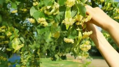 sağlıklı kızı eş ıhlamur çiçek otlar ağaç dalları .