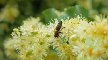 Bal arısı güneşli gün çiçek açması ıhlamur Çiçek bahçesinde üzerinde