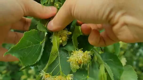 Hands of a man herbalist picking linden tree blossoms from flowering. — Stock Video