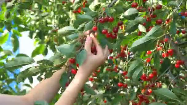 Cerezo recogiendo cerezas maduras en el huerto en primer plano, video clip — Vídeos de Stock