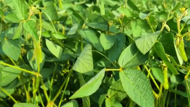 Soybean field with fresh green soya in sun light, Slider. — Stock Video
