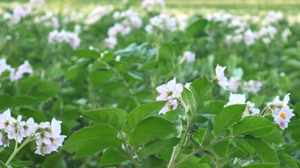 Aardappelplanten in bloei, schuifregelaar. — Stockvideo