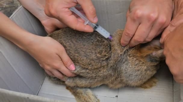 Ein Tierarzt spritzt einem Kaninchen eine Impfung gegen eine Krankheit. — Stockvideo