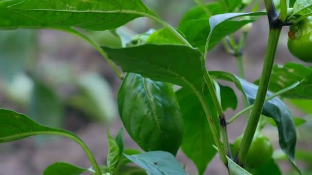 Farmer field with green pepper harvesting close yn slider — Stock Video