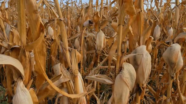 Campo de maíz secado y dañado por condiciones de sequía severa y calor . — Vídeos de Stock