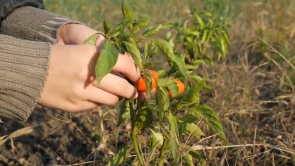 Eine junge Frau reißt Paprika ab, Frühherbst — Stockvideo