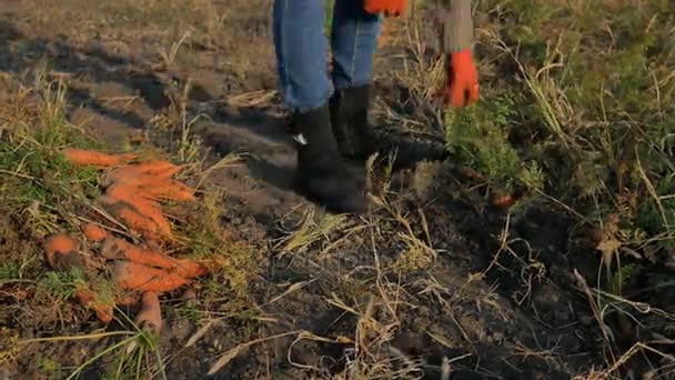 Agricultor recoge zanahorias verduras mujer recoge zanahorias en el campo — Vídeos de Stock