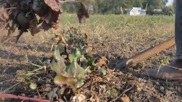 Uomini Agricoltore scavare barbabietole. vendemmia sul suo campo. Buona coltura di ortaggi . — Video Stock