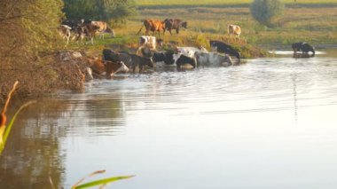 İnekler Nehri üzerinde. İnek nehir su içme. İnekler su içmek.