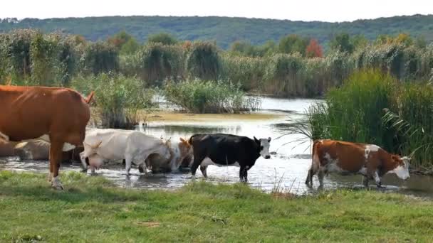 Koeien aan de rivier. Koeien drinken In het Water van de rivier. koeien drinken water. — Stockvideo