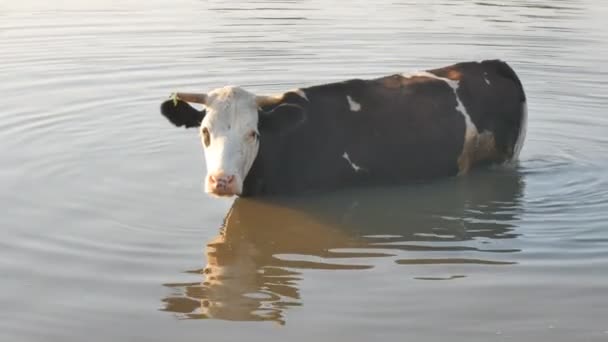 Krowy na rzece. Krowy, picie w wodzie rzeki. krowy piją wodę. — Wideo stockowe