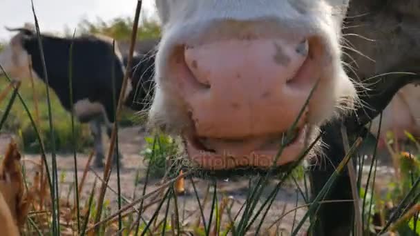 As mandíbulas da vaca mastigam a grama. Close-up. Grama de mascar de vaca . — Vídeo de Stock