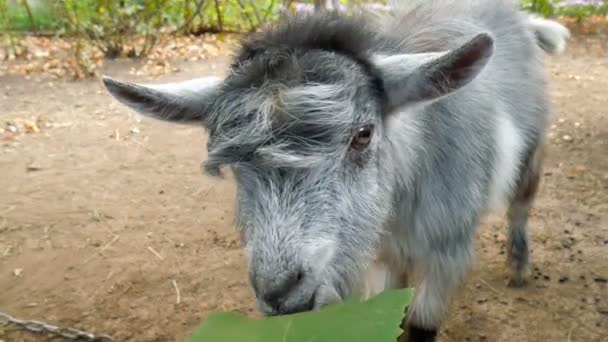 A goat eats a grape leaf from the hands of a man. — Stock Video