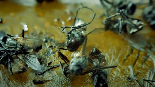 Gros plan mouche collée sur piège à colle 