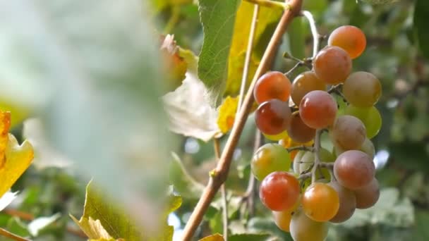 Manojo de vacíos rojos. Un ramo de uvas rojas maduras colgando . — Vídeo de stock