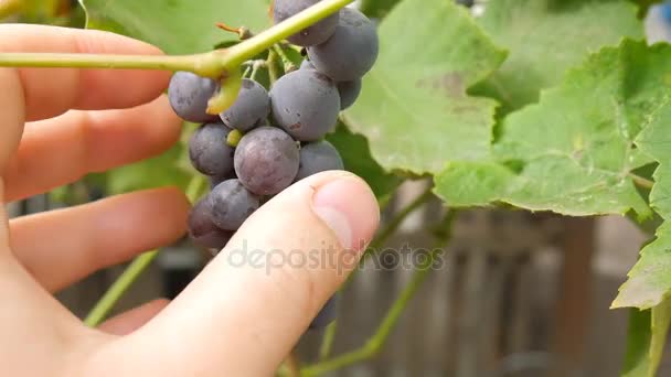 O agricultor verifica a maturação das uvas — Vídeo de Stock