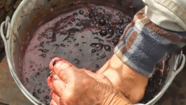 El viejo presiona las uvas azules con las manos, por el vino . — Vídeo de stock