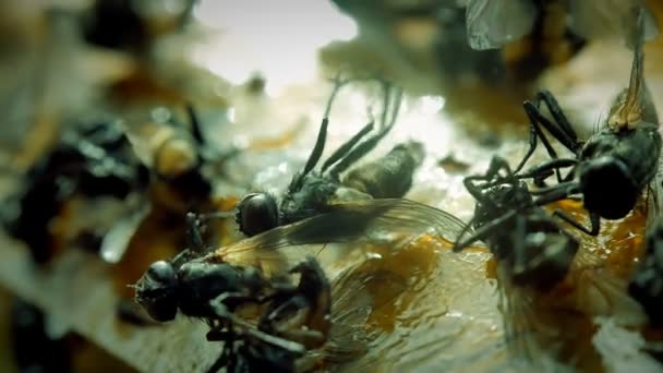 Gros plan mouche collée sur piège à colle 
