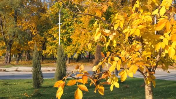 Őszi városi park. Fa sárga levelek, a háttérben a zöld fű, tuja. — Stock videók