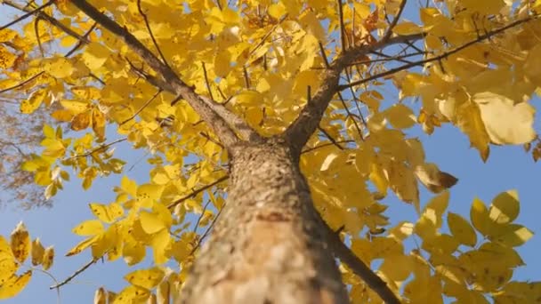 Boomstam met gele blad op de hemelachtergrond. Shot van de boomtoppen in het najaar. — Stockvideo