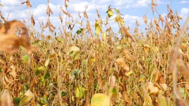 La soja lista para la cosecha contra el cielo azul . — Vídeos de Stock