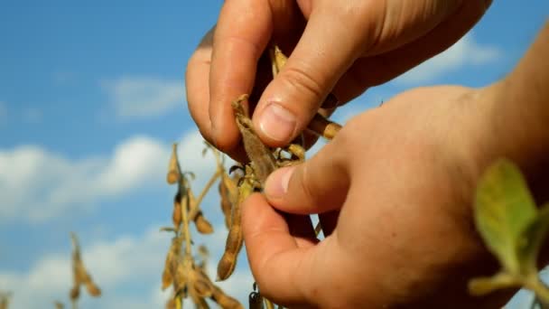 Granjero mano analizar la soja en el campo contra el cielo azul . — Vídeo de stock