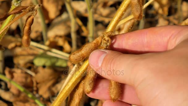 Farmer hand analyze soybean in the field — Stock Video
