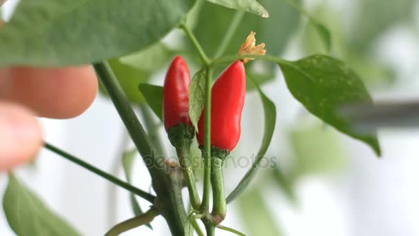 Recogiendo pimientos rojos picantes en las condiciones de thome — Vídeos de Stock