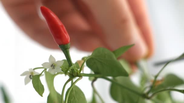 Plukken van de red hot chili peppers in thome voorwaarden — Stockvideo