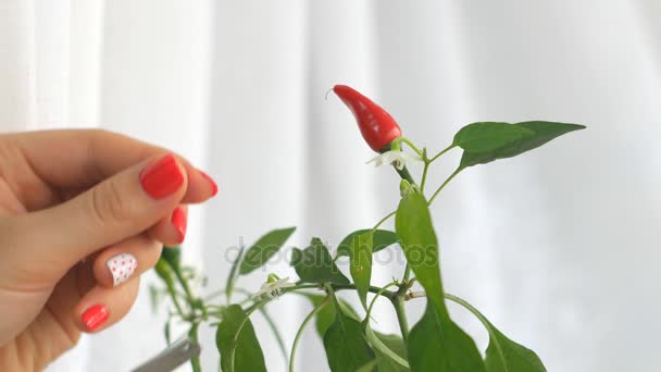 Zbierając czerwone hot chili peppers w warunkach thome — Wideo stockowe