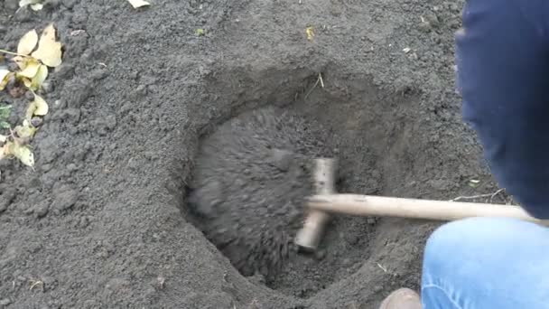 Muž pěstování lískových ořechů. Farmář kope jámu. — Stock video