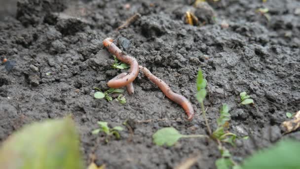 The Earthworms Lie On Ground — Stock Video