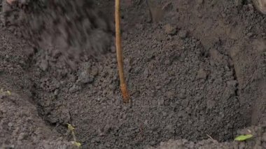 Bir adam bir fındık ağacı dikme