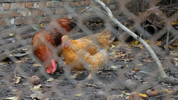 母鸡在鸡舍。鸡网. — 图库视频影像