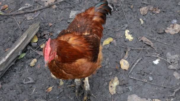 Primer plano de pollo moreno doméstico en una granja . — Vídeo de stock