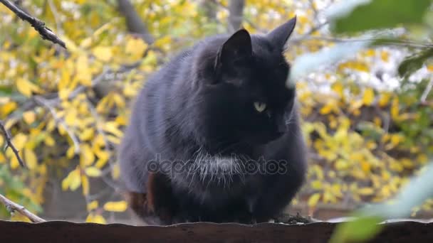 Um gato preto sentado no telhado, floresta de outono procurando presa em um dia ensolarado — Vídeo de Stock