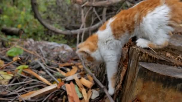 Rode kleine dakloze kat, slechte blik. — Stockvideo