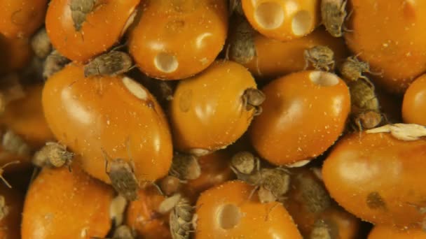 Жовтий коричневий грам квасолі, зараженої акантоцелюлярними маленькими жуками — стокове відео